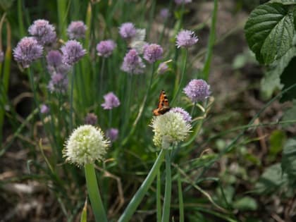 В Тюмени 11 июля прогнозируют жаркую погоду без осадков