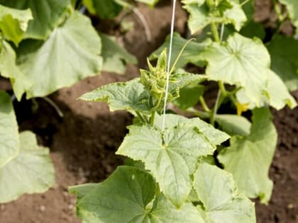 Всего 1 таблетка и рассада быстро пойдет в рост: это аптечное средство станет мощным стимулятором