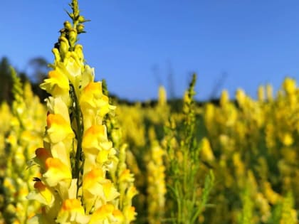Тепло возвращается в Тюмень