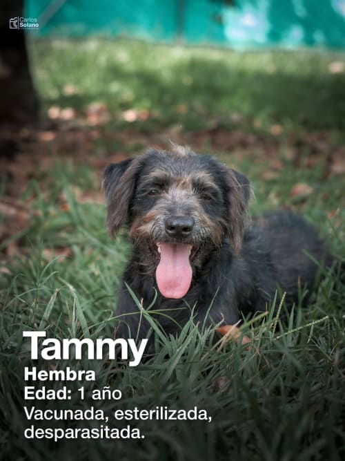 Tammy