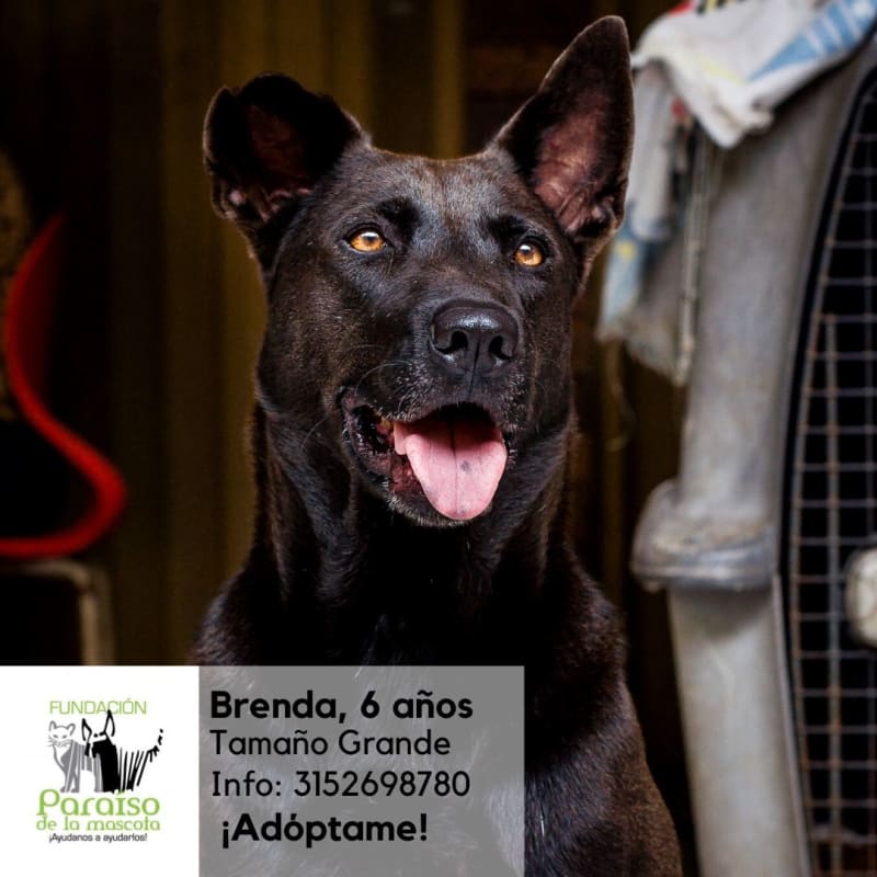 Brenda