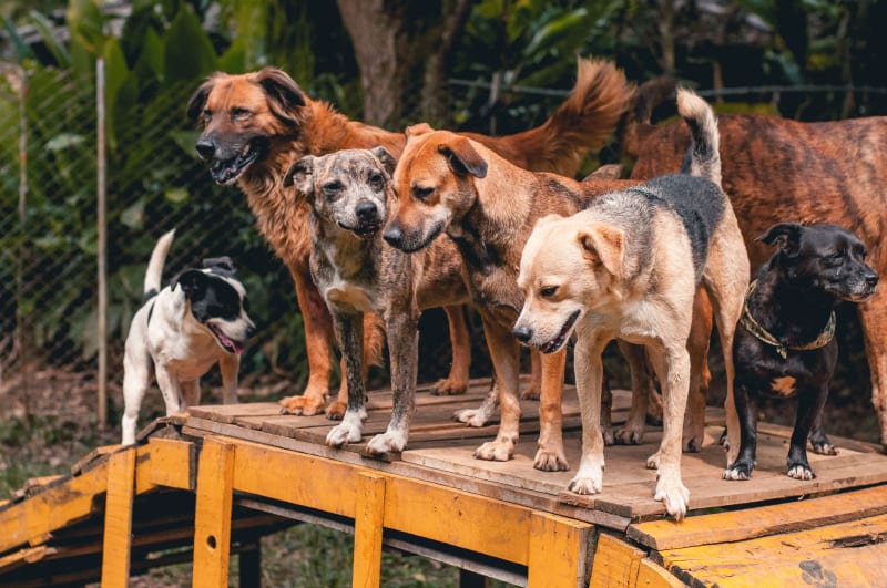 Perros en el refugio