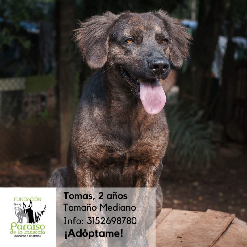 Tomas