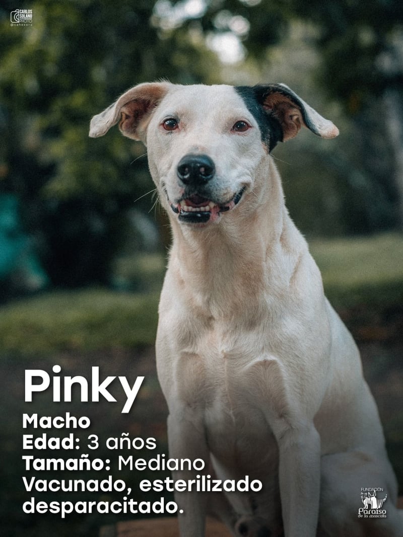 Pinky