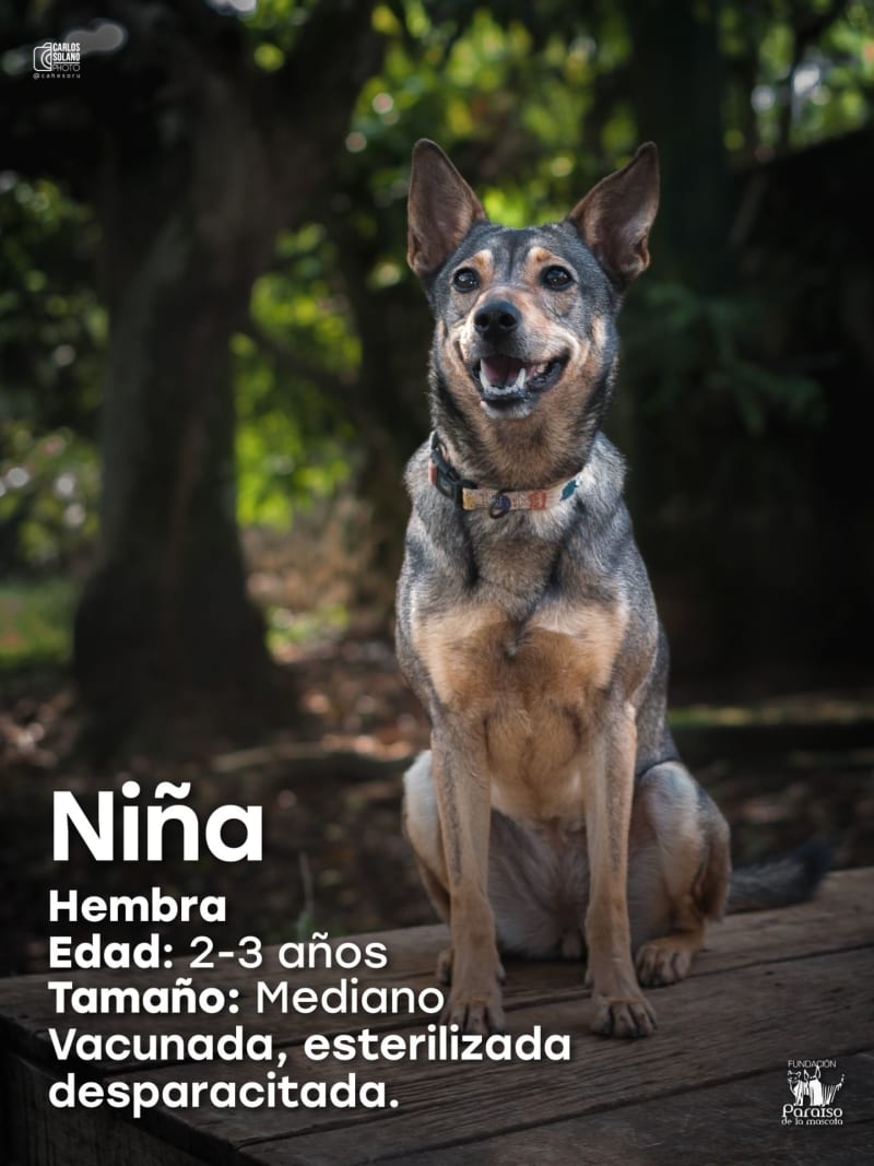 Niña