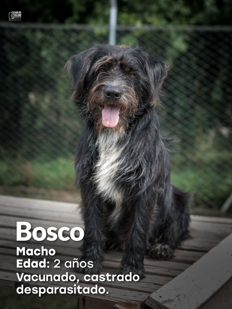 Bosco