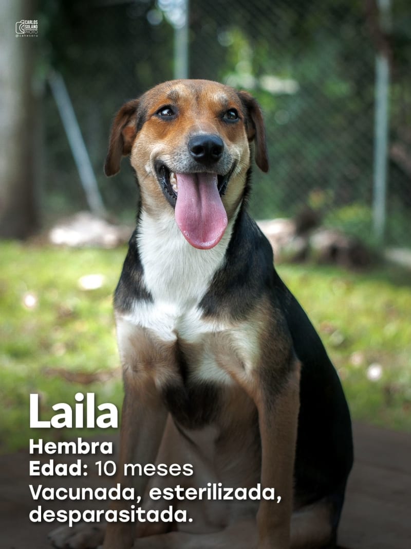 Laila 
