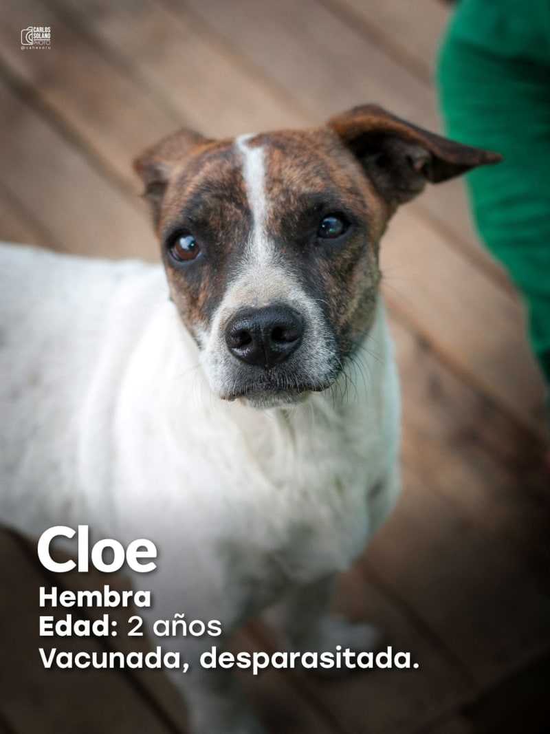 Cloe