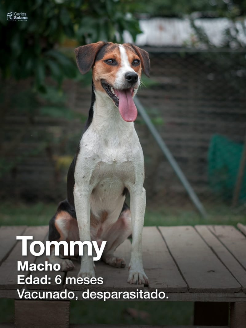 Tommy