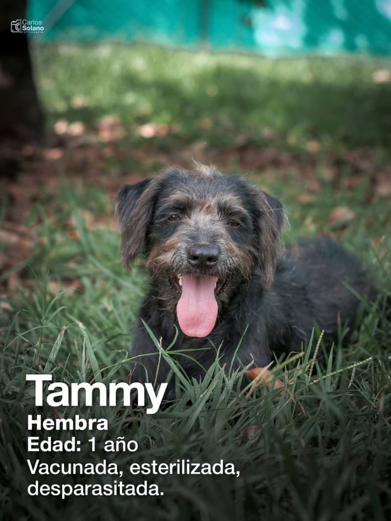 Tammy