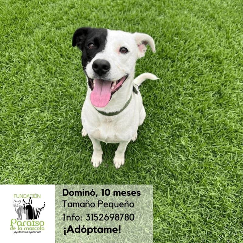 Dominó