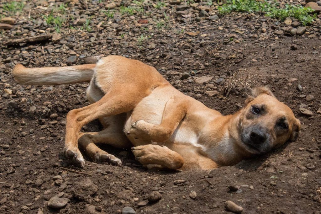 Perros en el refugio