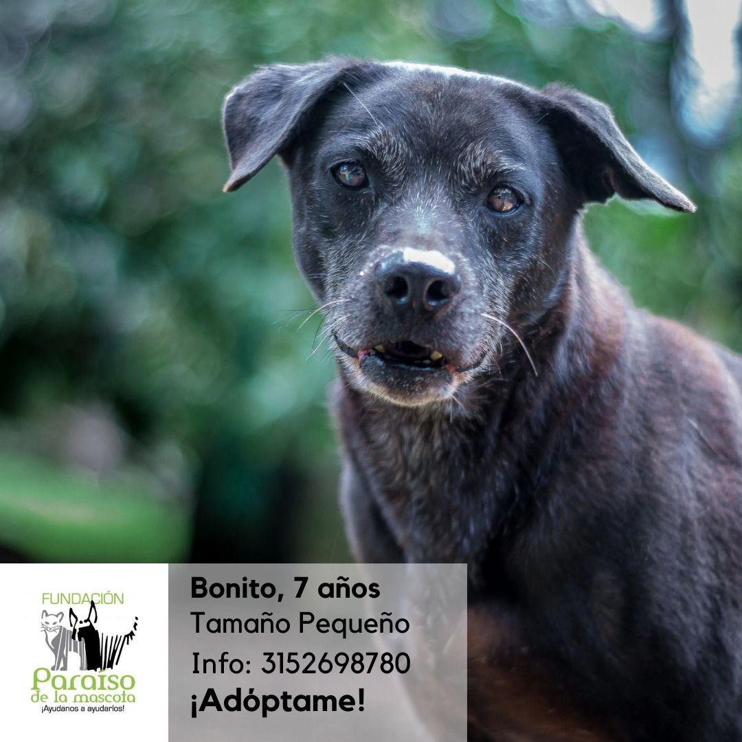 Bonito