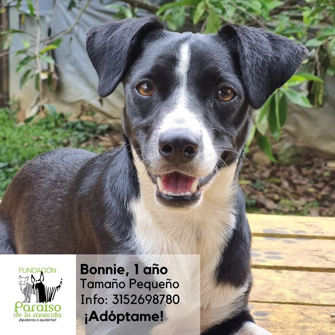 Bonnie