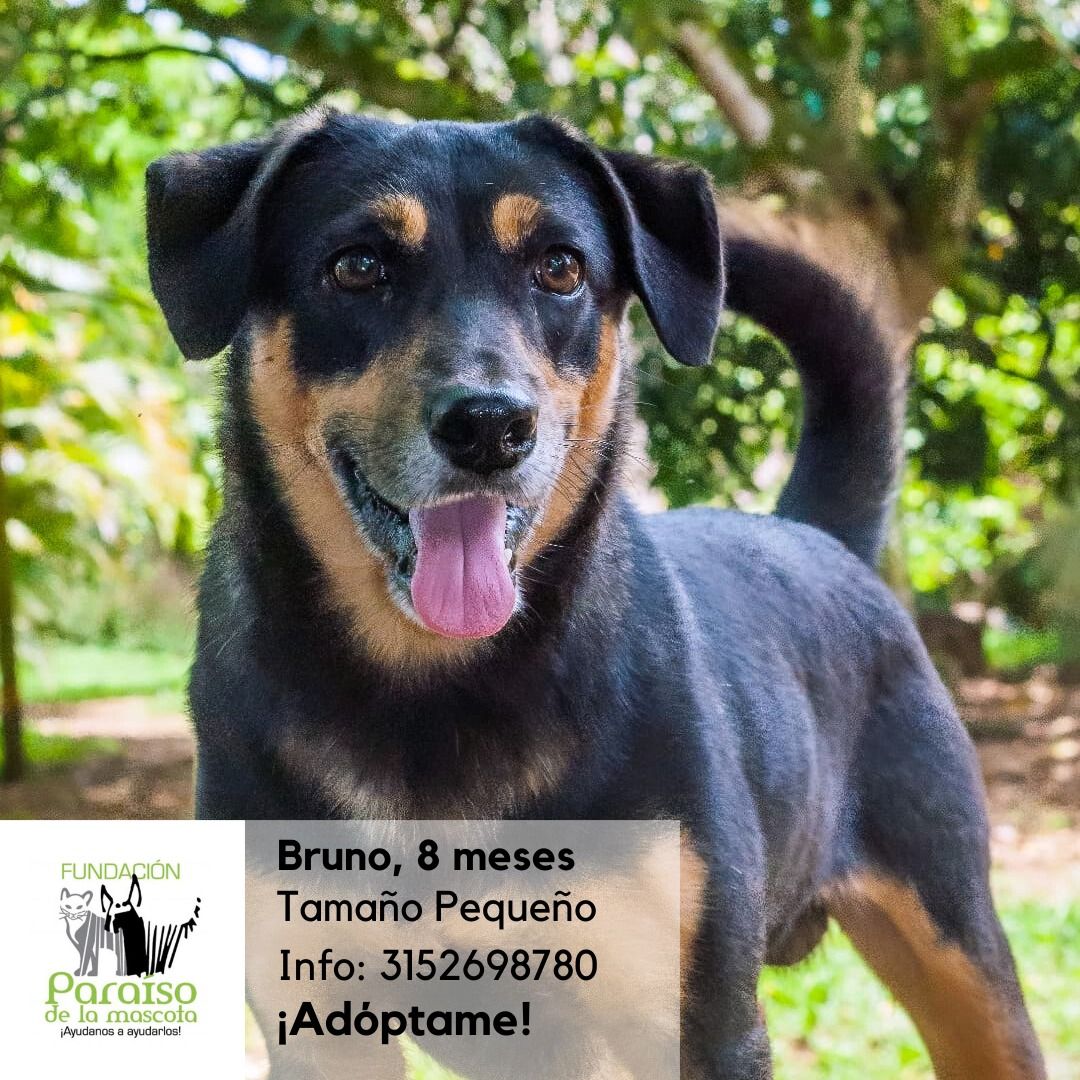 Bruno