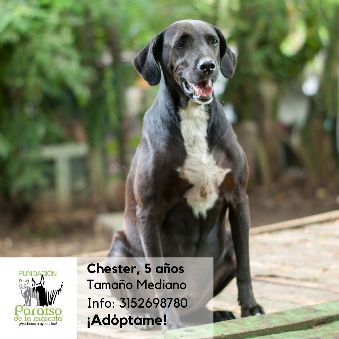 Chestar