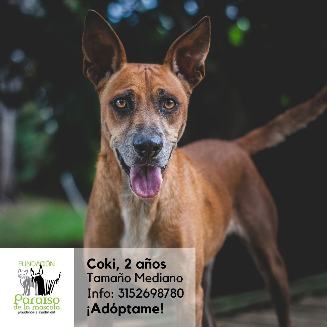 Coki