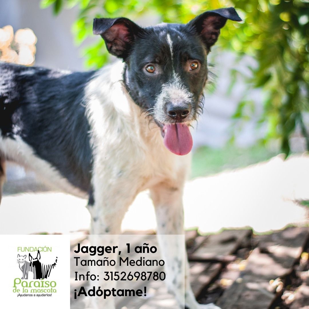Jagger