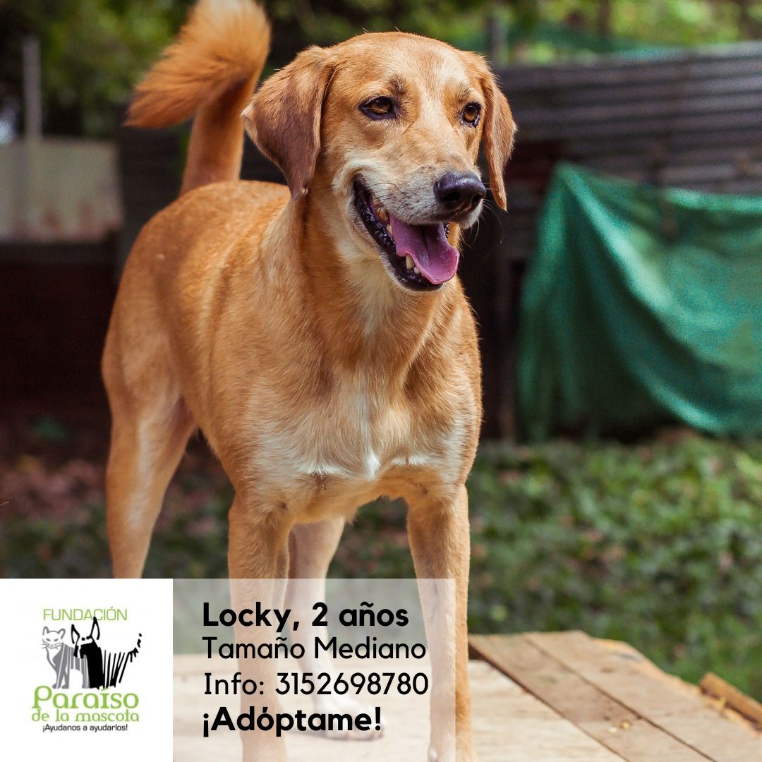 Locky