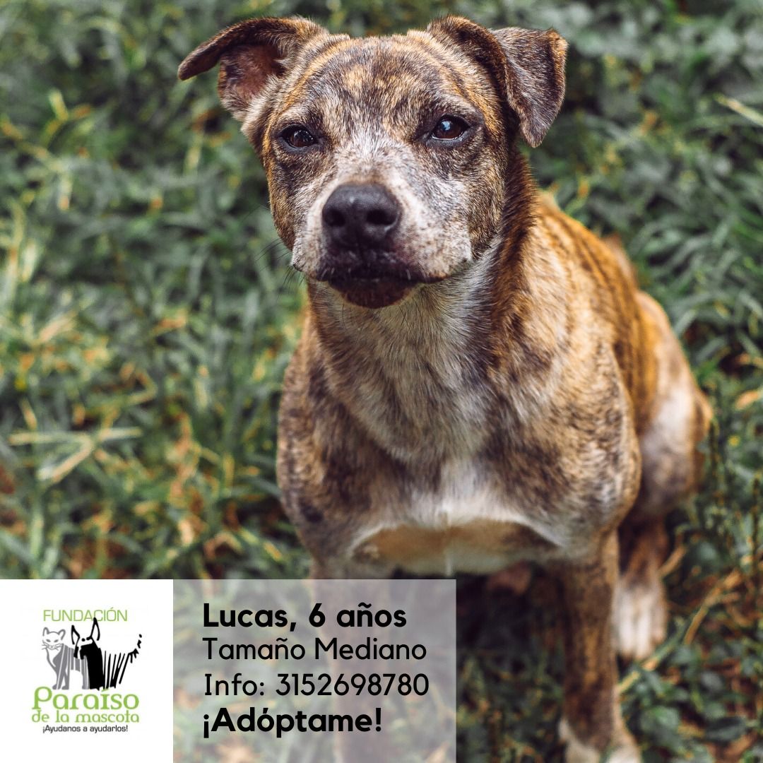 Lucas