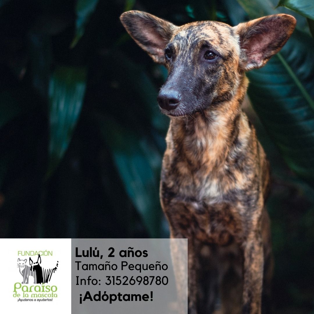 Lulú