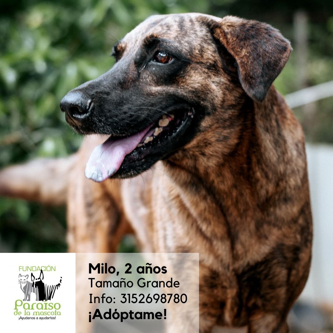 Milo