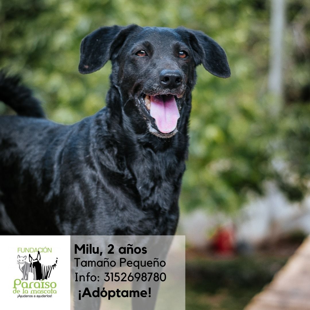 Milu