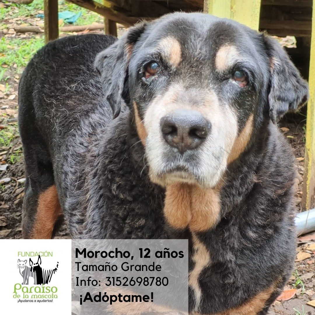 Morocho