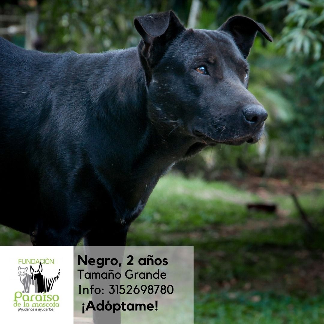 Negro