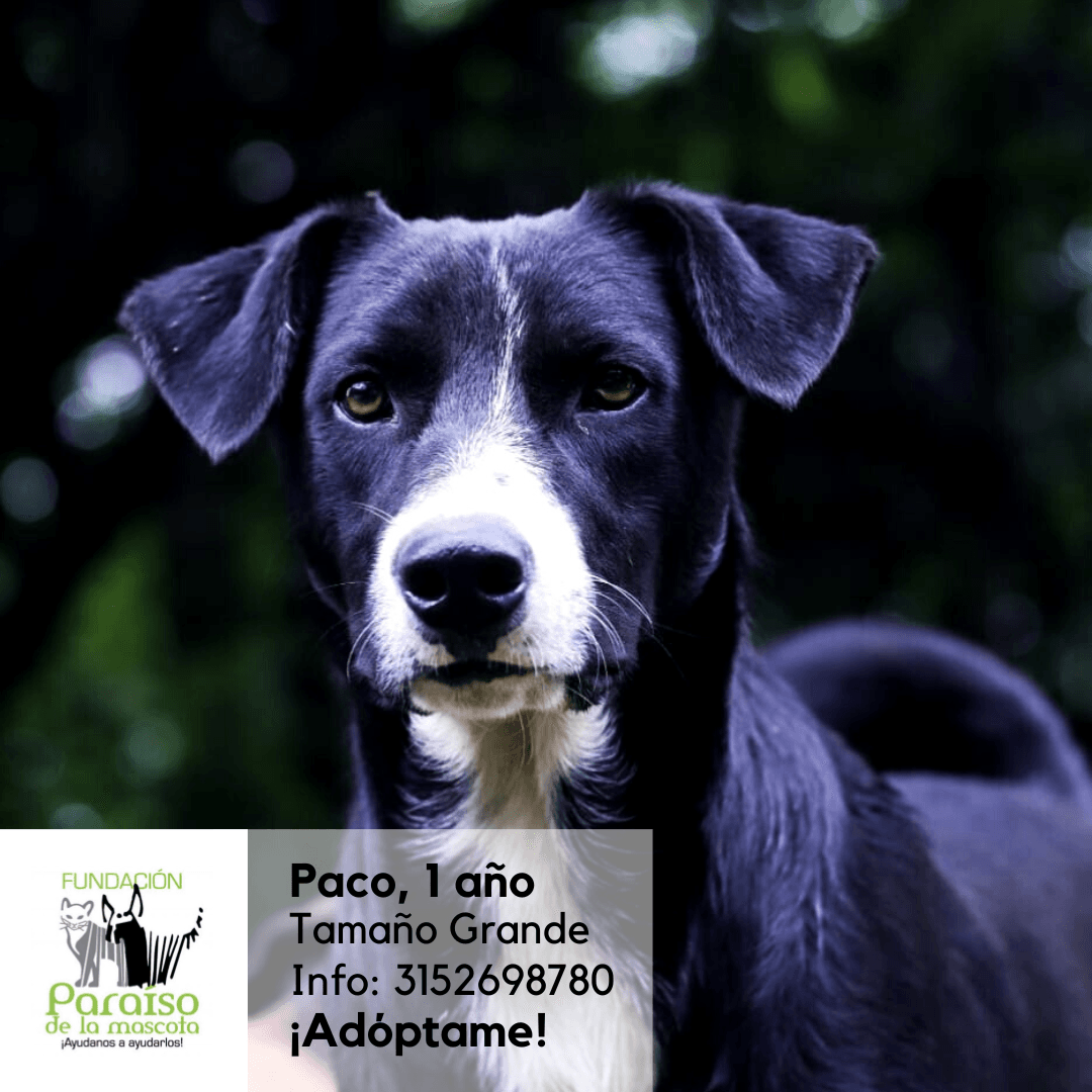 Paco
