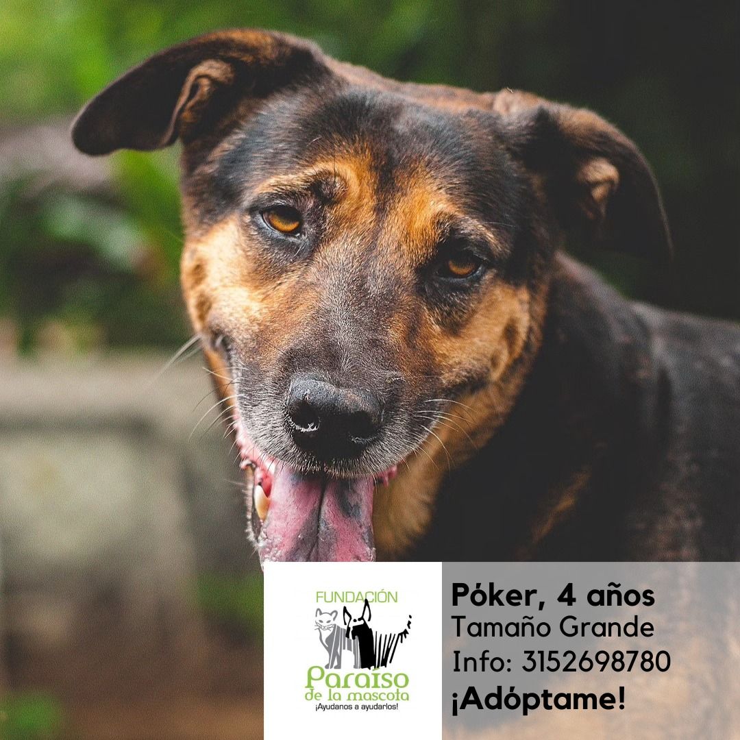Póker