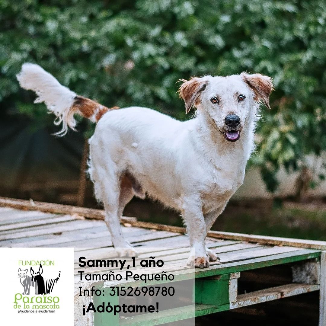 Sammy