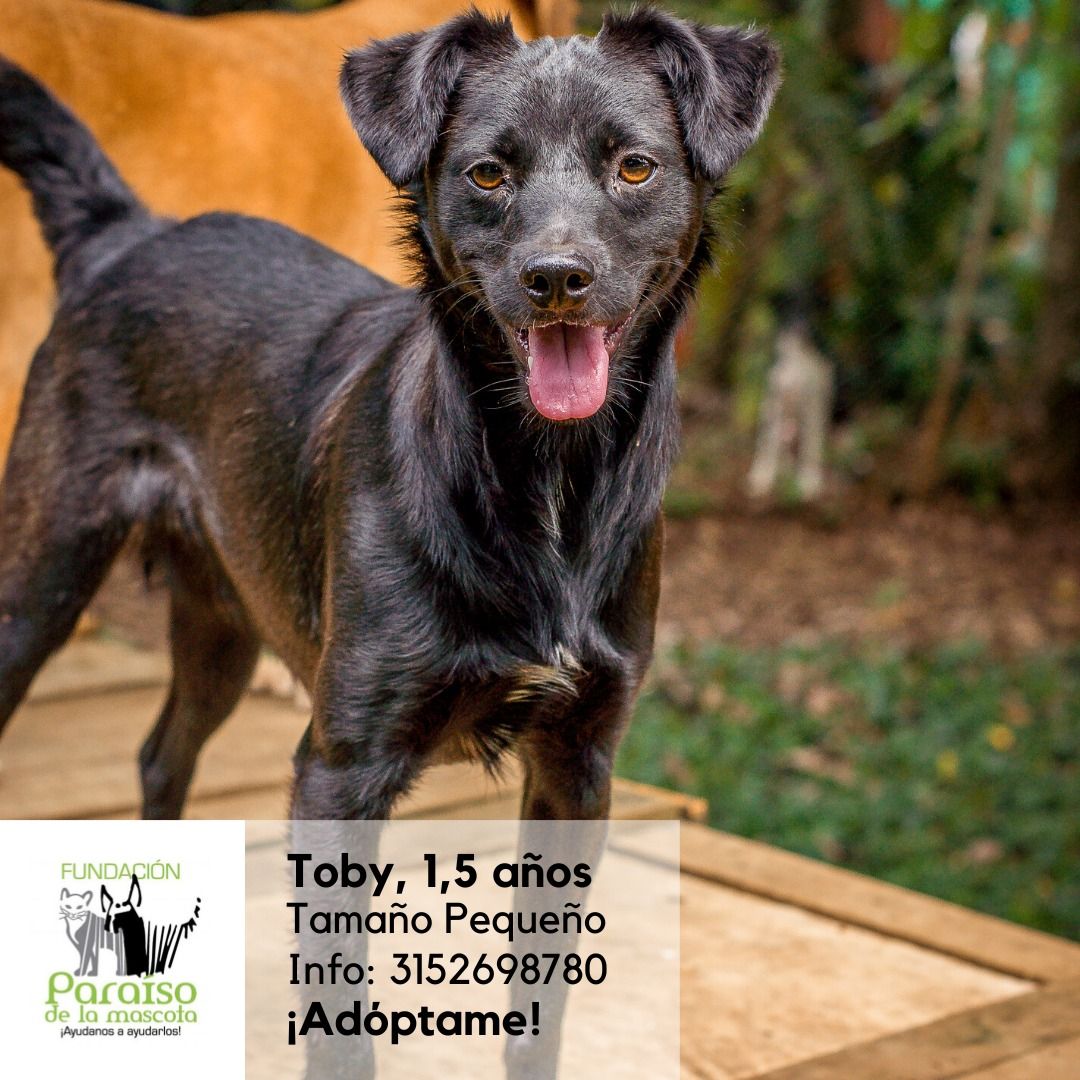 Toby