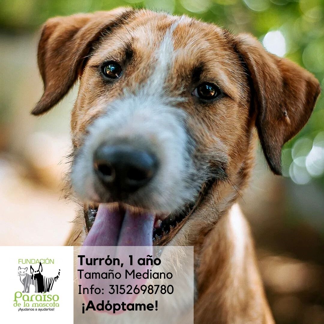 Turrón