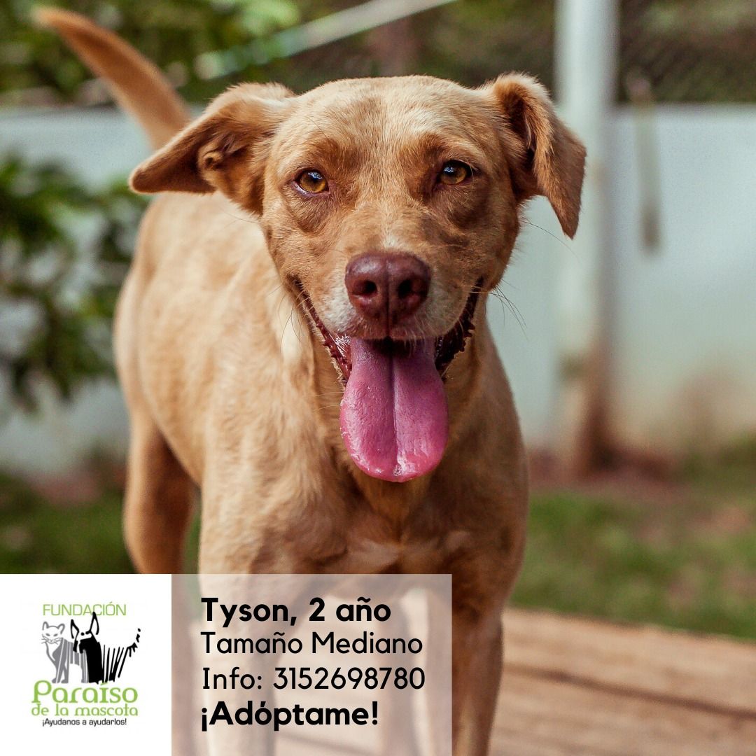 Tyson