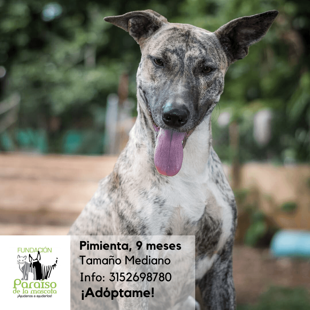 Pimienta