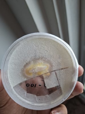 Cordyceps agar plate with dense white mycelial growth