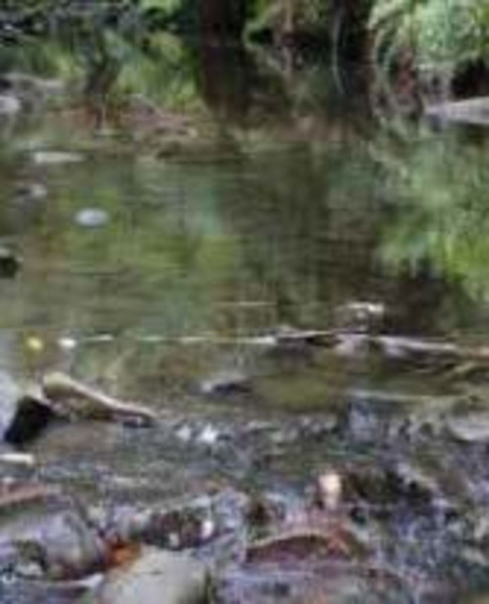 Boydtown Beach river