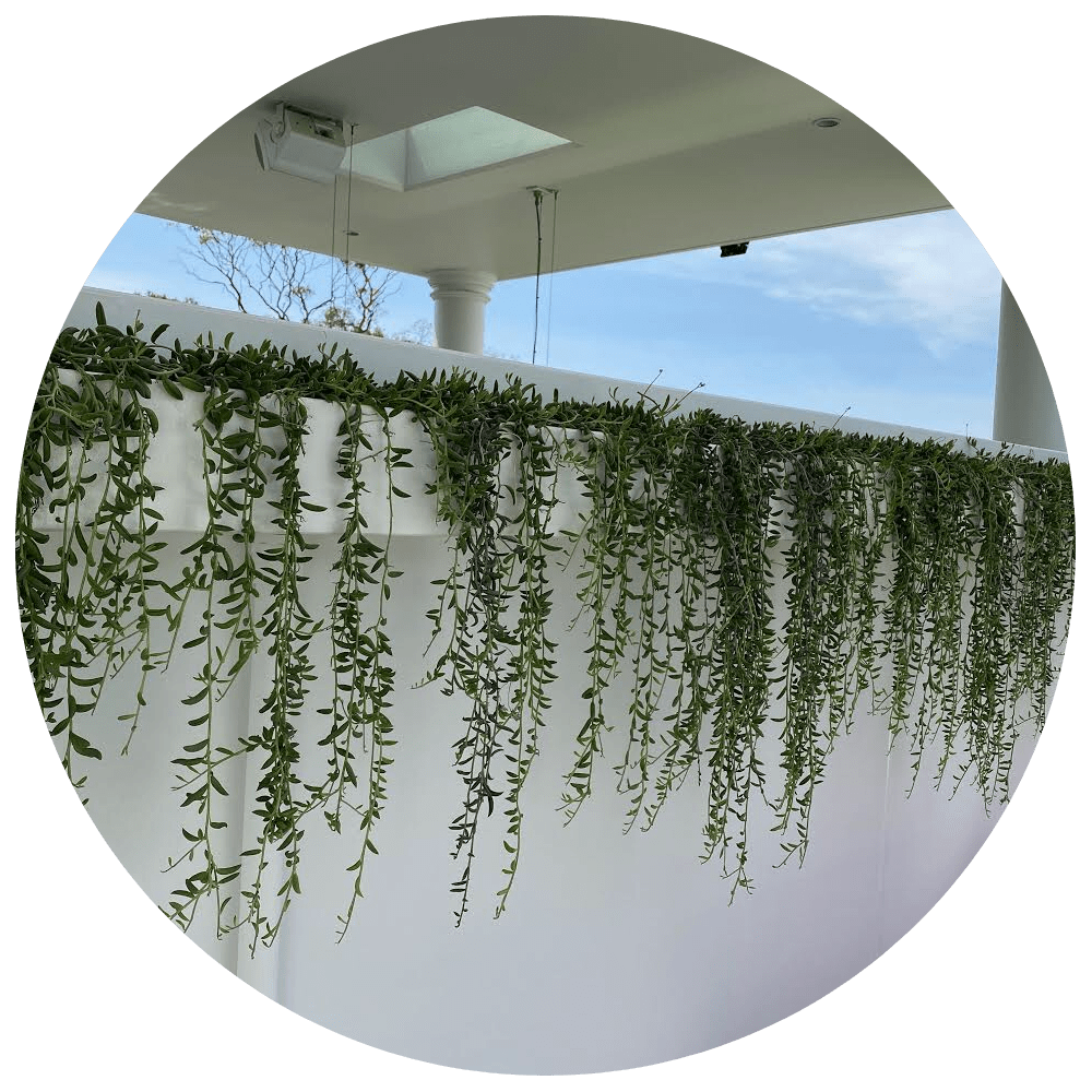 a white wall with a bunch of green plants growing on it