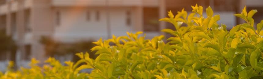 Text overlay background image - Plants
