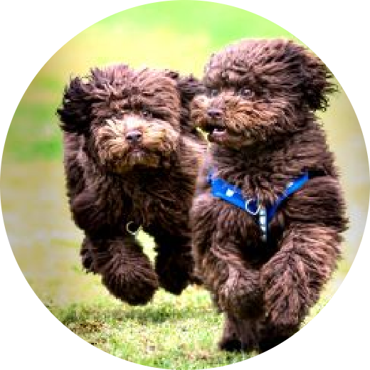 Daisy Organisation Driving Miss Daisy