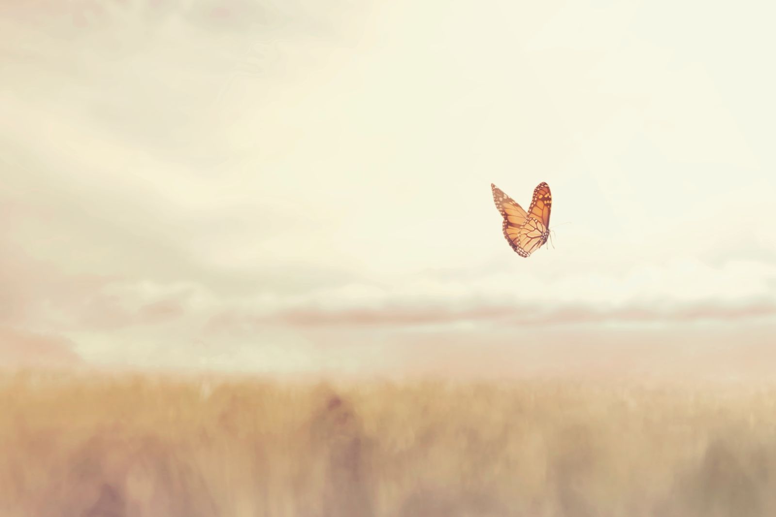 Photo of orange butterfly over field, blur effect, sunset