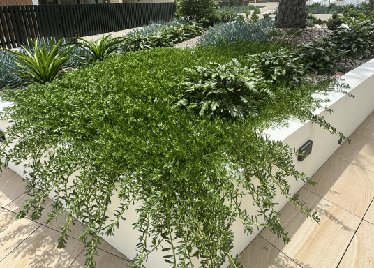 garden in maincured backyard