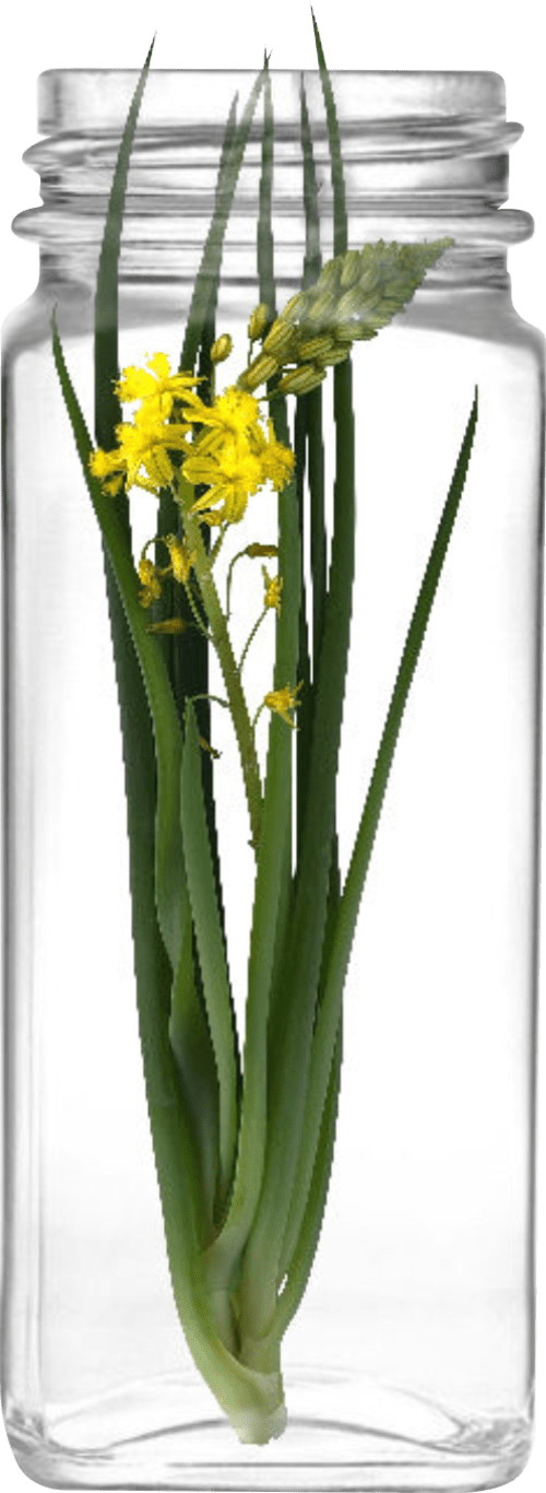 Restion Bulbine product jar