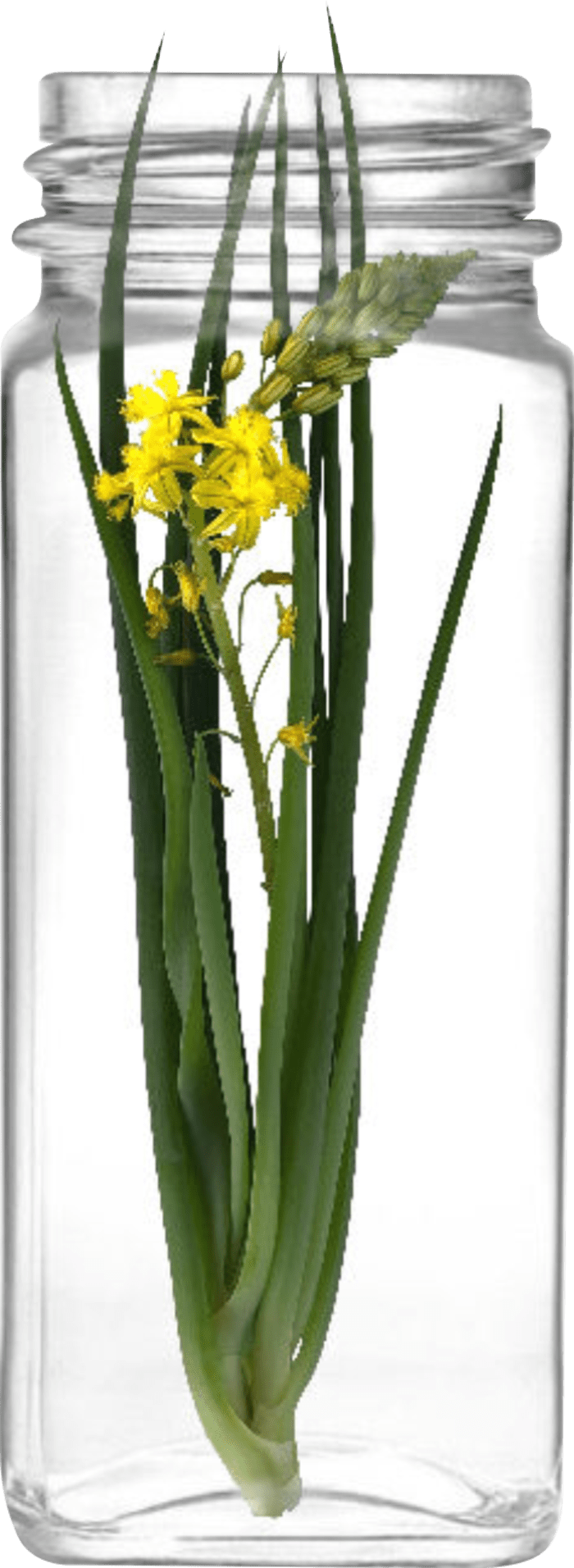 Skin Restion Bulbine Skin Care