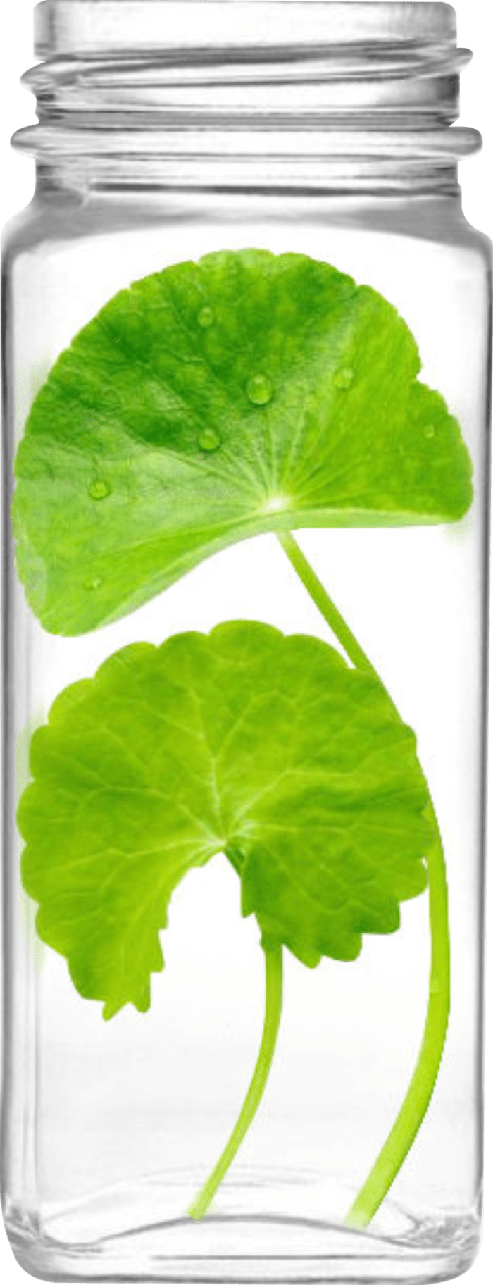 Skin Restion Centella Skin Care