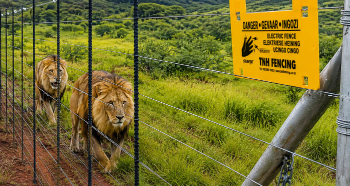 Game and wildlife fencing