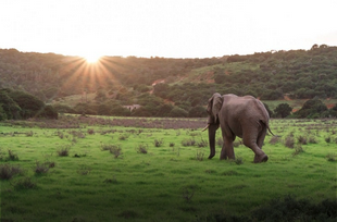 Safari Adventures
