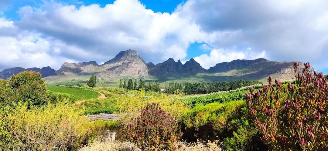 Cape Winelands