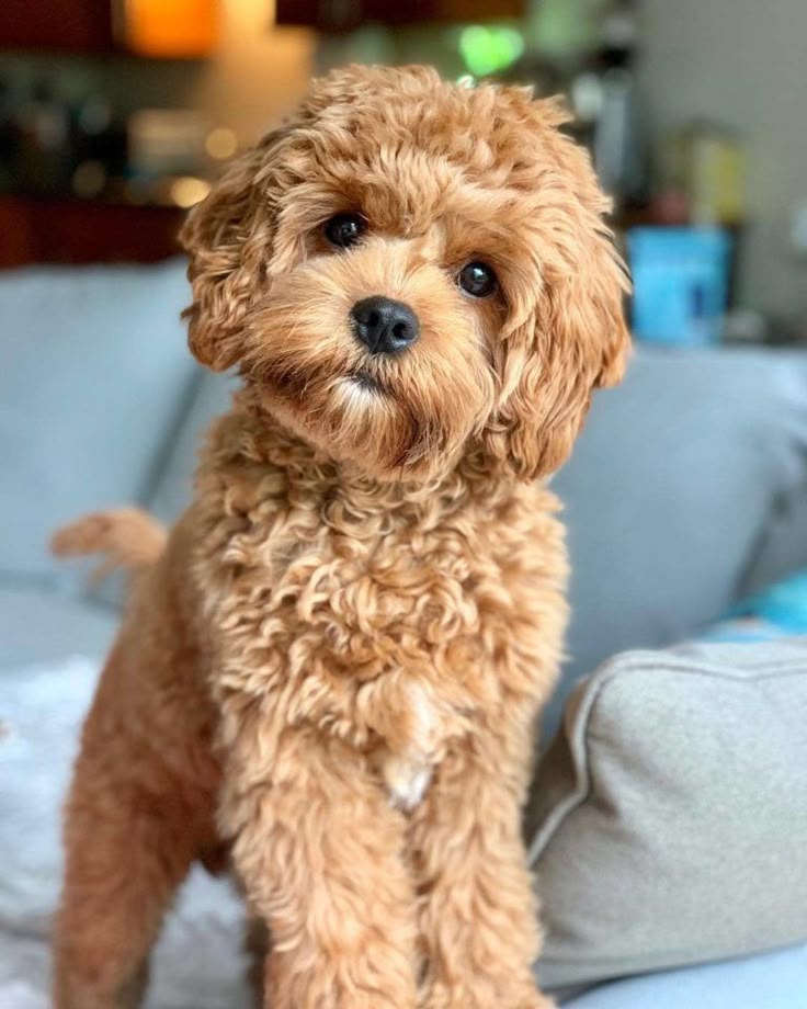 Cavapoo cachorro